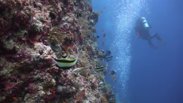Pittoreske kleurrijk koraalrif met vele tropische vissen. — Stockvideo