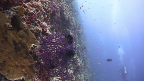 Vackra korallrev och färgglada havsliljor. — Stockvideo