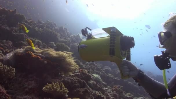 Simbiosis de peces payaso y anémonas . — Vídeo de stock