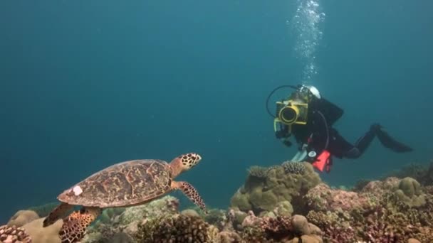 En fascinerande dyka med havssköldpaddor Hawksbill. — Stockvideo