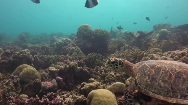 Захватывающее погружение с морскими черепахами Hawksbill . — стоковое видео