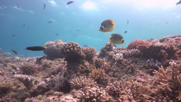 Récif corallien pittoresque et coloré avec de nombreux poissons tropicaux . — Video