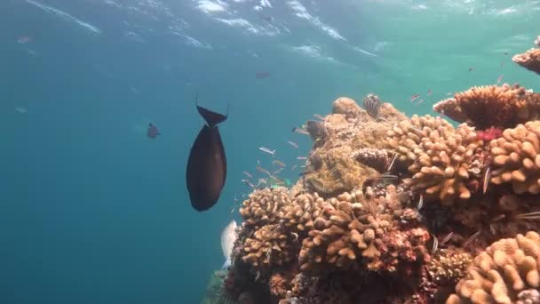 Picturesque colorful coral reef with numerous tropical fish. — Stock Video