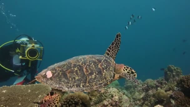 Een fascinerende duiken met zeeschildpadden Hawksbill. — Stockvideo