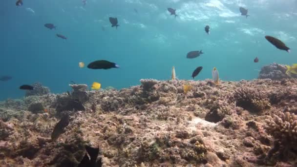 Recife de coral colorido pitoresco com numerosos peixes tropicais . — Vídeo de Stock