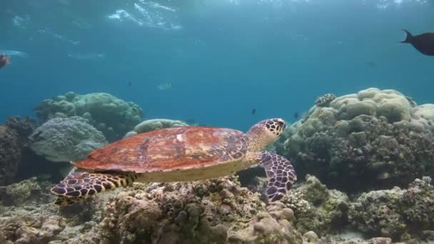 Una inmersión fascinante con tortugas marinas Hawksbill . — Vídeos de Stock