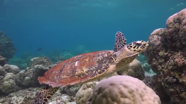 Захватывающее погружение с морскими черепахами Hawksbill . — стоковое видео