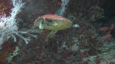 Deniz kaplumbağaları Hawksbill ile büyüleyici bir dalış. Kaplumbağa gürlemesi.
