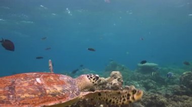 Deniz kaplumbağaları Hawksbill ile büyüleyici bir dalış.