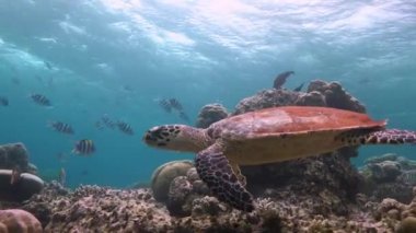 Deniz kaplumbağaları Hawksbill ile büyüleyici bir dalış.