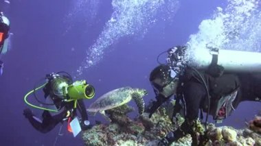 Deniz kaplumbağaları Hawksbill ile büyüleyici bir dalış.