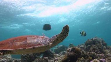 Deniz kaplumbağaları Hawksbill ile büyüleyici bir dalış.