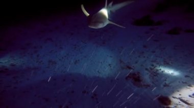 Köpekbalıkları ve stingrays ile etkileyici ve gizemli gece dalış.