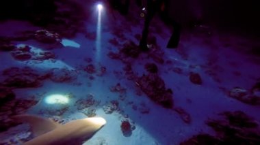 Köpekbalıkları ve stingrays ile etkileyici ve gizemli gece dalış.