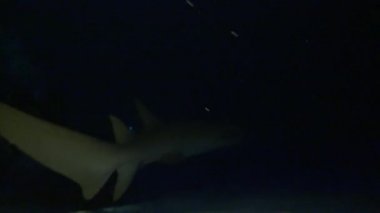 Köpekbalıkları ve stingrays ile etkileyici ve gizemli gece dalış.