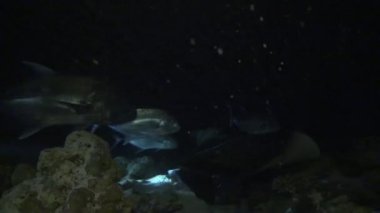 Köpekbalıkları ve stingrays ile etkileyici ve gizemli gece dalış.