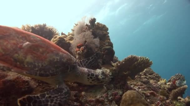 Deniz kaplumbağaları Hawksbill ile büyüleyici bir dalış. — Stok video