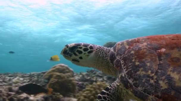 En fascinerande dyka med havssköldpaddor Hawksbill. — Stockvideo