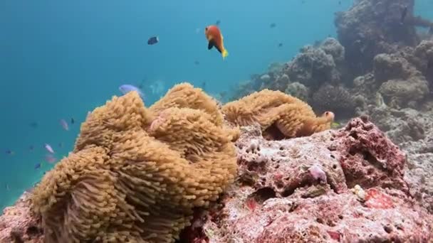 Simbiosis de peces payaso y anémonas . — Vídeos de Stock