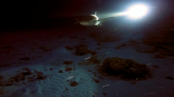 Fascinantes y misteriosas inmersiones nocturnas con tiburones y mantarrayas . — Vídeo de stock