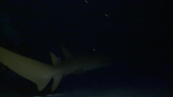 Fascinantes y misteriosas inmersiones nocturnas con tiburones y mantarrayas . — Vídeos de Stock