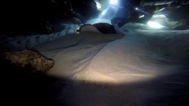 Köpekbalıkları ve stingrays ile etkileyici ve gizemli gece dalış.