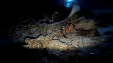 Köpekbalıkları ve stingrays ile etkileyici ve gizemli gece dalış.