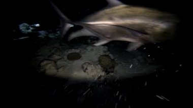 Köpekbalıkları ve stingrays ile etkileyici ve gizemli gece dalış.