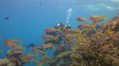 Sualtı kameramanı, balıklar tekir bir sürü çekim.
