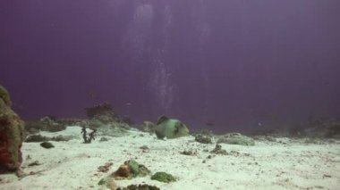 Triggerfish mercan resif üzerinde.