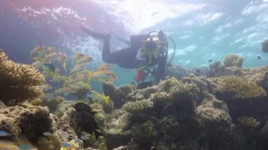 Sualtı kameramanı, balıklar tekir bir sürü çekim.