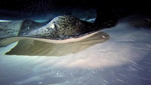 Fascynujący i tajemniczy nocy nurkowania z rekiny i płaszczki. — Wideo stockowe