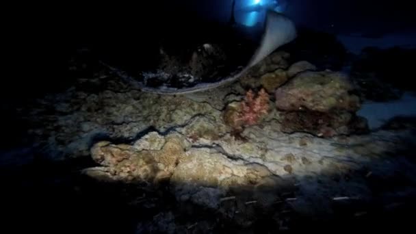 Affascinanti e misteriose immersioni notturne con squali e razze . — Video Stock