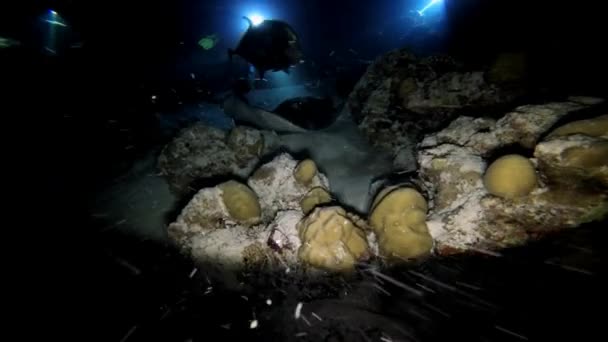 Fascinantes y misteriosas inmersiones nocturnas con tiburones y mantarrayas . — Vídeos de Stock