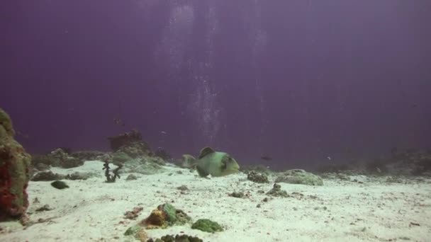 Trekkervis over koraal rif. — Stockvideo