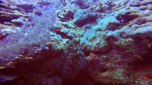 Un pulpo cambia rápidamente el color, la forma y la estructura de su cuerpo. Buceo en el Mar Rojo cerca de Egipto . — Vídeo de stock