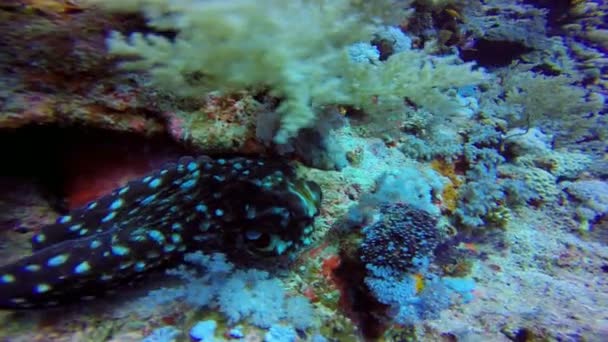 Een octopus verandert snel van kleur, vorm en structuur van je lichaam. Duiken in de Rode Zee bij Egypte. — Stockvideo