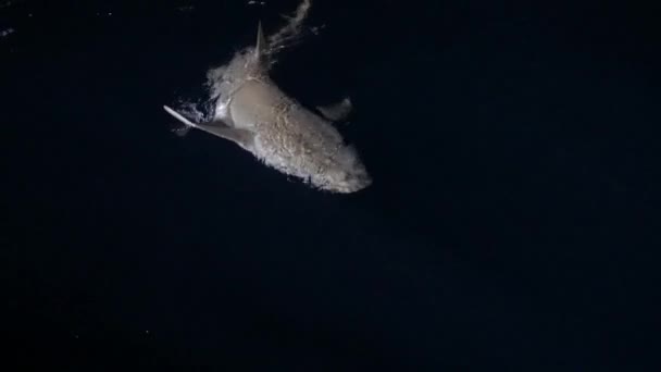 Rekin nurkowania jacht był eskortowany dzień i noc. Safari rejsu wzdłuż wysp archipelagu Malediwy. — Wideo stockowe