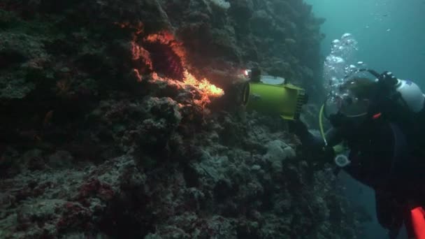 Fascinantes y misteriosas inmersiones nocturnas. Estrella de mar . — Vídeos de Stock