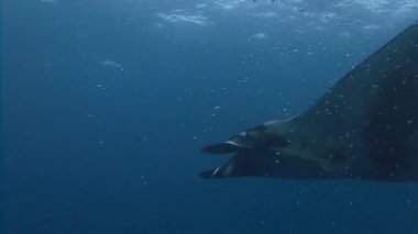 İnanılmaz büyük manta ışınları Socorro Adası Pasifik Okyanusu'nda dalış. Meksika.