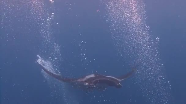 Increíble buceo con los grandes rayos manta fuera de la isla Socorro en el océano Pacífico. México. . — Vídeos de Stock