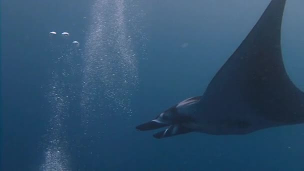 Mergulho incrível com os grandes raios de manta ao largo da ilha de Socorro no Oceano Pacífico. México . — Vídeo de Stock