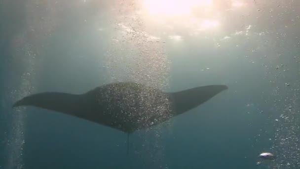 Plongée incroyable avec les grands raies manta au large de l'île Socorro dans l'océan Pacifique. Mexique .