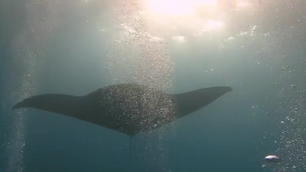 Increíble buceo con los grandes rayos manta fuera de la isla Socorro en el océano Pacífico. México. . — Vídeo de stock