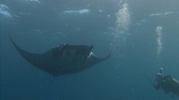 Úžasné potápění s velkým manta paprsky Socorro ostrova v Tichém oceánu. Mexiko. — Stock video