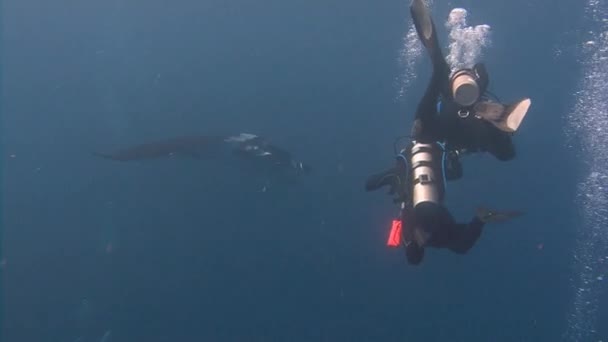 Úžasné potápění s velkým manta paprsky Socorro ostrova v Tichém oceánu. Mexiko. — Stock video