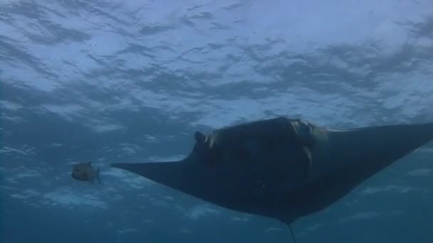 Úžasné potápění s velkým manta paprsky Socorro ostrova v Tichém oceánu. Mexiko. — Stock video