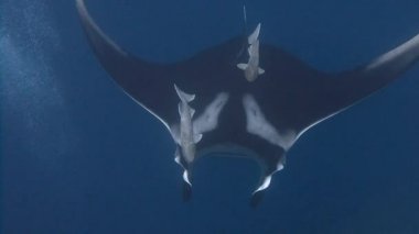 İnanılmaz büyük manta ışınları Socorro Adası Pasifik Okyanusu'nda dalış. Meksika.