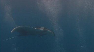 İnanılmaz büyük manta ışınları Socorro Adası Pasifik Okyanusu'nda dalış. Meksika.