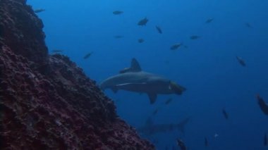 Köpekbalıkları Adası Roca Partida kapalı ile harika dalış.